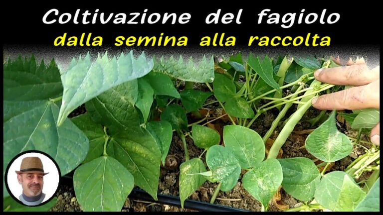 Germogli di bamb&ugrave;: scopri le delizie esotiche dal Conad